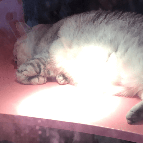 Github Luiggi2092 Petsfront Petfronts - Elegant HD Geometric Textures | Free Download