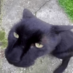 Apiimmars Rafi Akmal Github - Premium Minimal Illustration Gallery - Desktop