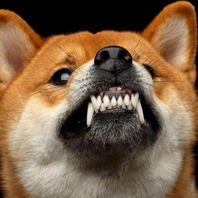 Zeromountain Github - Premium Gradient Art Gallery - 4K