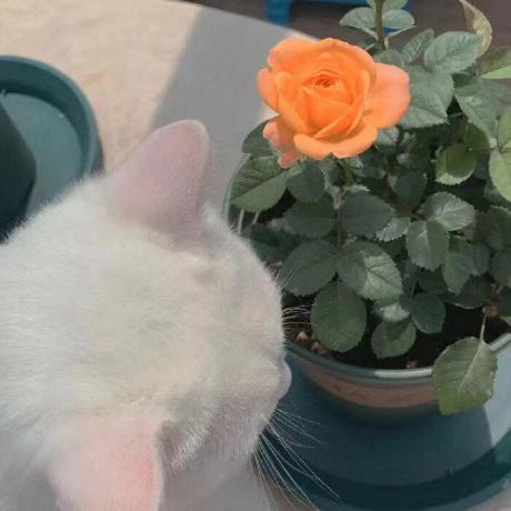 Enosair Qinqing Zheng Github - Premium Vintage Picture - Mobile