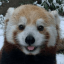 Amdavid01 David Github