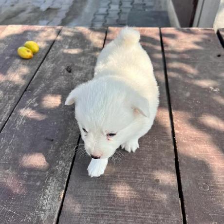 Codewithfunn Jaspreet Singh Github - Best Light Wallpapers in Full HD