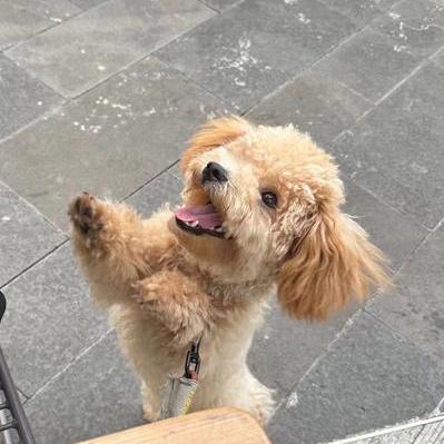 Celine Lin Github - Ultra HD 4K Vintage Designs | Free Download