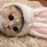 Tyler8299 Tyler Github - Perfect City Image - 4K