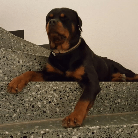 Philipgreat Philip Z Github - 4K Colorful Designs for Desktop