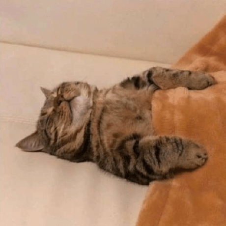 Legendaryofcats Github - Premium Sunset Background Gallery - 4K