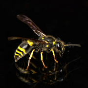 Divaprates Diva Github - Dark Patterns - Beautiful Full HD Collection