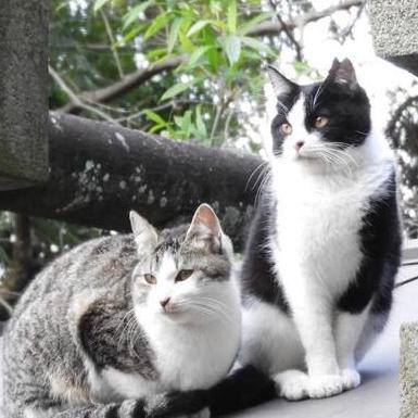 K Kumano Github - Download Artistic Gradient Texture | Mobile