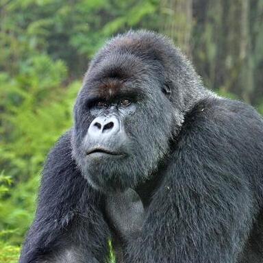 Antoniojgage Antonio Gage Github - Gradient Illustration Collection - High Resolution Quality