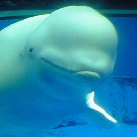 Takahiro Inoue Open Github - Space Images - Elegant Mobile Collection