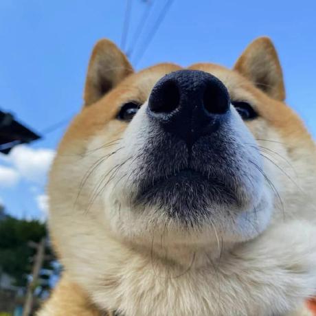 Ctcmd Codefly Github - Best Landscape Designs in HD