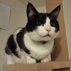 Github Yasushi Saito Rbtree An Yet Another Red Black Tree - Premium Sunset Background Gallery - Mobile