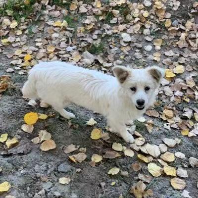 Github Lngas Myjs Github Io - Gorgeous Sunset Photo - High Resolution