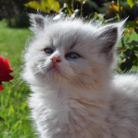 Simi 1996 Github - Download Modern Sunset Illustration | Mobile