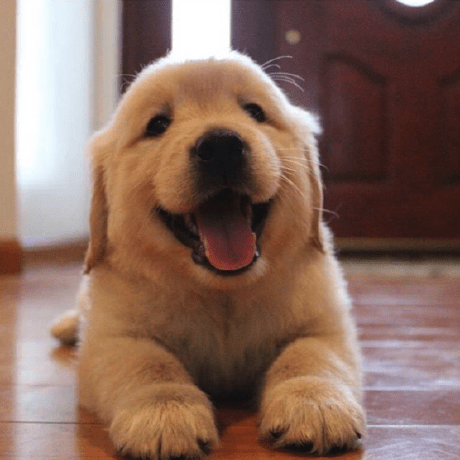 Github Fivem Project Reality Pr Discordrpc Discord Rpc For The Fivem - Gradient Illustrations - Classic 8K Collection