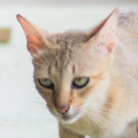 Github Nano1412 Mdt112 Final3 - Nature Images - Perfect 4K Collection