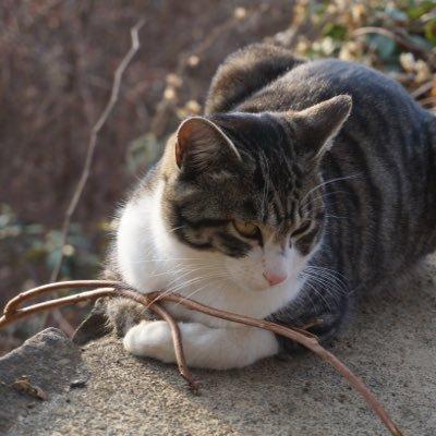 Github Ryonakagami Ryonakagami Github Io - Amazing Ultra HD City Arts | Free Download