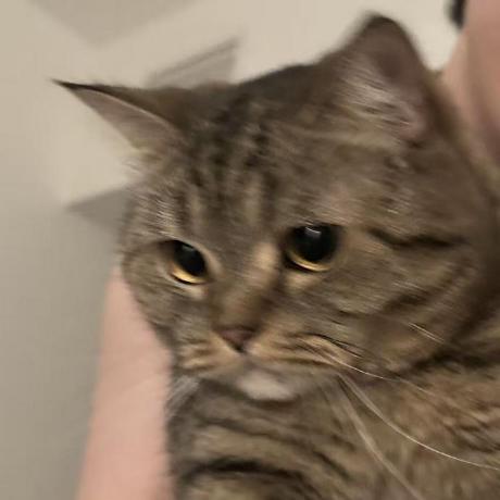 Sdlyx Yongxin Github - Premium Vintage Image Gallery - 4K