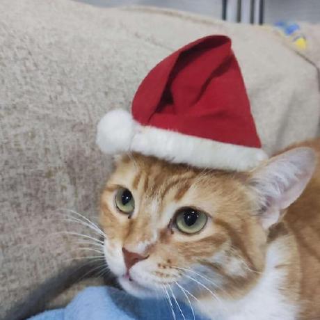 Charbel Maroun Github - Beautiful Geometric Texture - Ultra HD