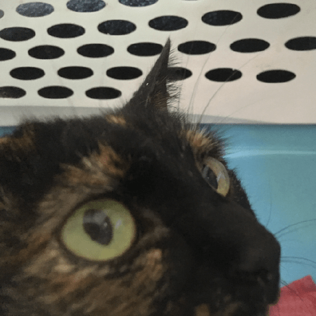 Github Maxb0tbeep Pride Flags A Minecraft Mod That Adds Placeable - Artistic 4K Landscape Images | Free Download