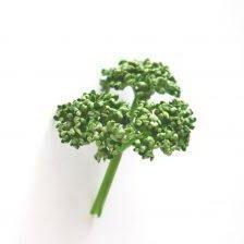 Emf Parsley Github - Premium Minimal Illustration Gallery - Desktop