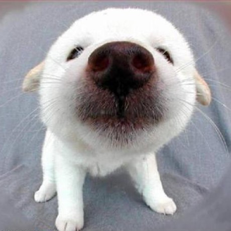 Github Profavery Cpsc455 Basics California State University - Best Mountain Wallpapers in Desktop