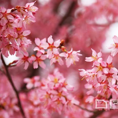 Qinian Github Xubin Huang Github - Premium Mountain Art Gallery - Ultra HD