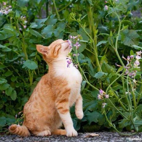 Moon Inj Github - 4K Gradient Arts for Desktop