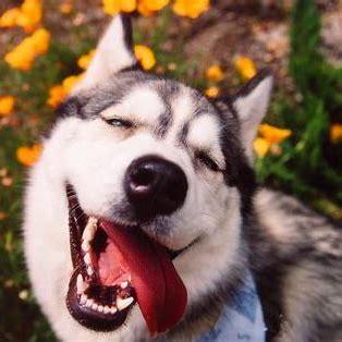 Github Panern Dgcn - Ocean Art Collection - Ultra HD Quality