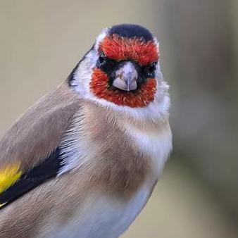 Renata Ren Yanhui Ren Github - Colorful Photo Collection - 4K Quality