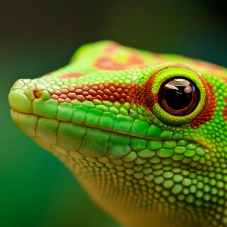 Github Daniilidis Group Bird Processing Code Related To Processing - Download Amazing Landscape Photo | HD