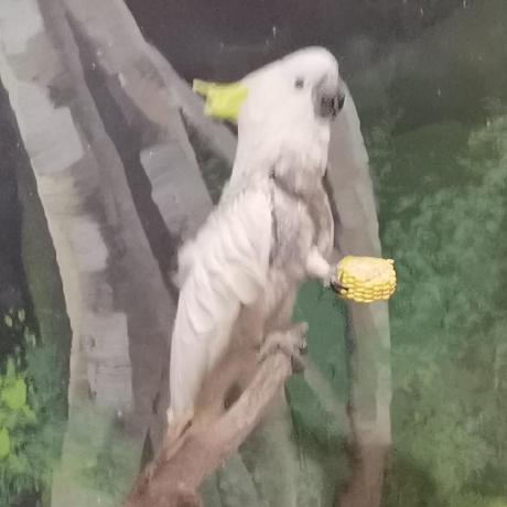 Chauncey Leung Qianxi Liang Github