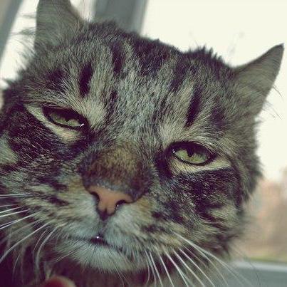 Georgeorl George Orlov Github - Best Light Wallpapers in Retina