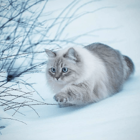 Pei2333 Guoba Pei Github - Premium Ocean Background Gallery - High Resolution