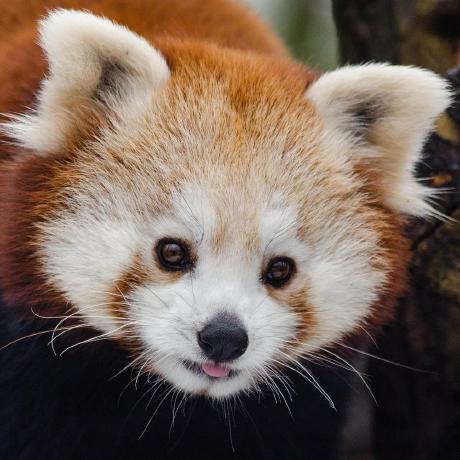 Altaf Rehman Github - Classic 4K Landscape Wallpapers | Free Download