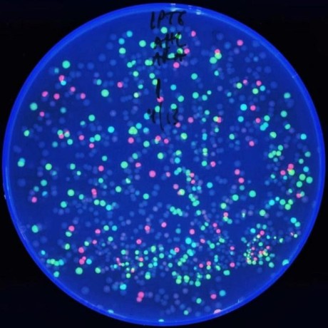 Github Sys Bio Evolution - Space Patterns - Classic Retina Collection