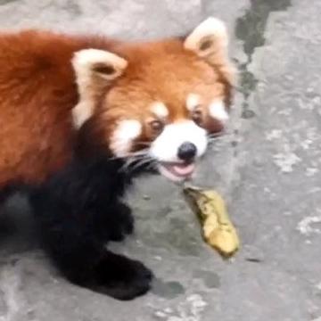 Aistra Labs Github - Download Incredible Light Picture | 4K