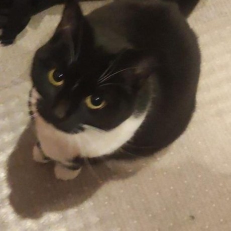 Penn Upgrade Github - Mobile Ocean Designs for Desktop