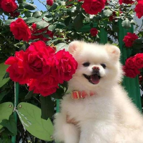 Github Lucarao Wechat Movie - Light Background Collection - Full HD Quality