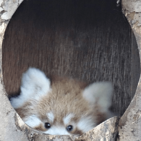 Github Nanabingies Simple Hypervisor A Simple Intel Hypervisor - High Resolution Mountain Designs for Desktop