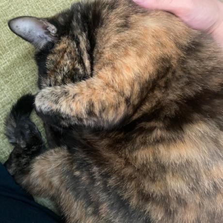 Github Khchen Minhook - Download High Quality Vintage Pattern | 8K