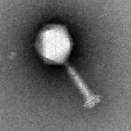 Jacksonlab Simon Jackson Github - Geometric Pattern Collection - Mobile Quality