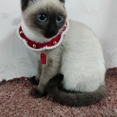 Github Lovesiamesecat Favit - Abstract Design Collection - 4K Quality