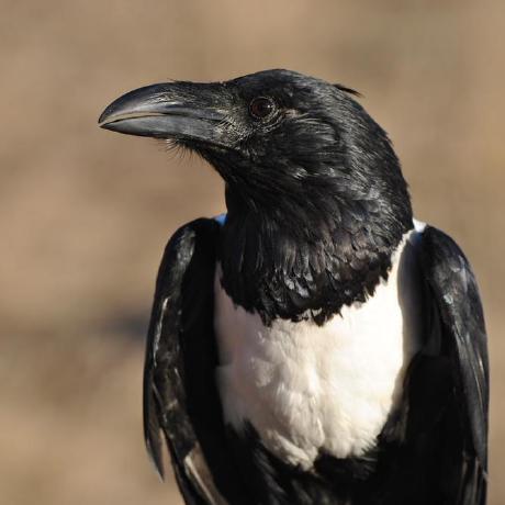 Jaleel Dev Jaleel Github - Download Amazing Minimal Image | HD