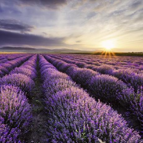 Github Ironhight Vexere Admin Snowflake Reactjs Redux A - Premium Colorful Picture Gallery - Desktop