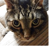 Openbanboo Fang Lin Github - Landscape Photos - Incredible 4K Collection