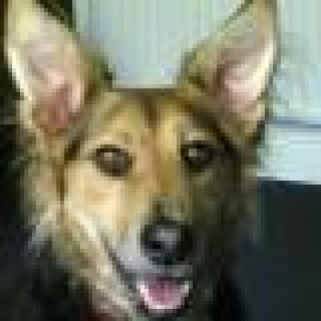 Github Newandb Dog - Sunset Arts - Gorgeous 8K Collection