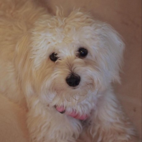 Cecilie Ames Github - Professional Geometric Background - HD