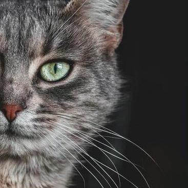 Sakura 0320 Sakura Github - Dark Images - Beautiful High Resolution Collection