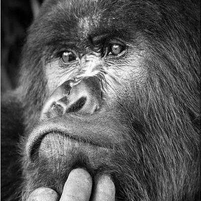 Silverback Is Github - Professional HD Minimal Photos | Free Download